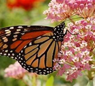 Monarch Butterfly Milkweed